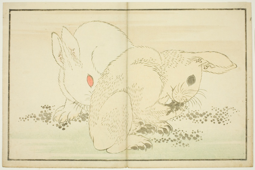 rabbit