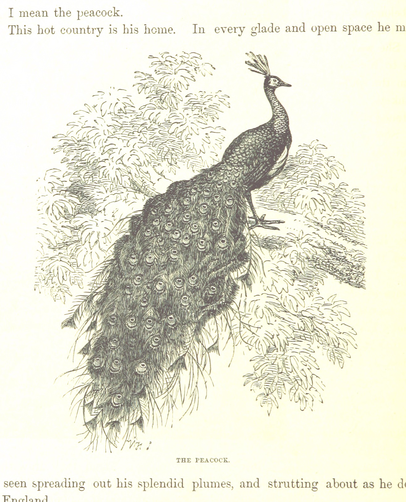 peacock