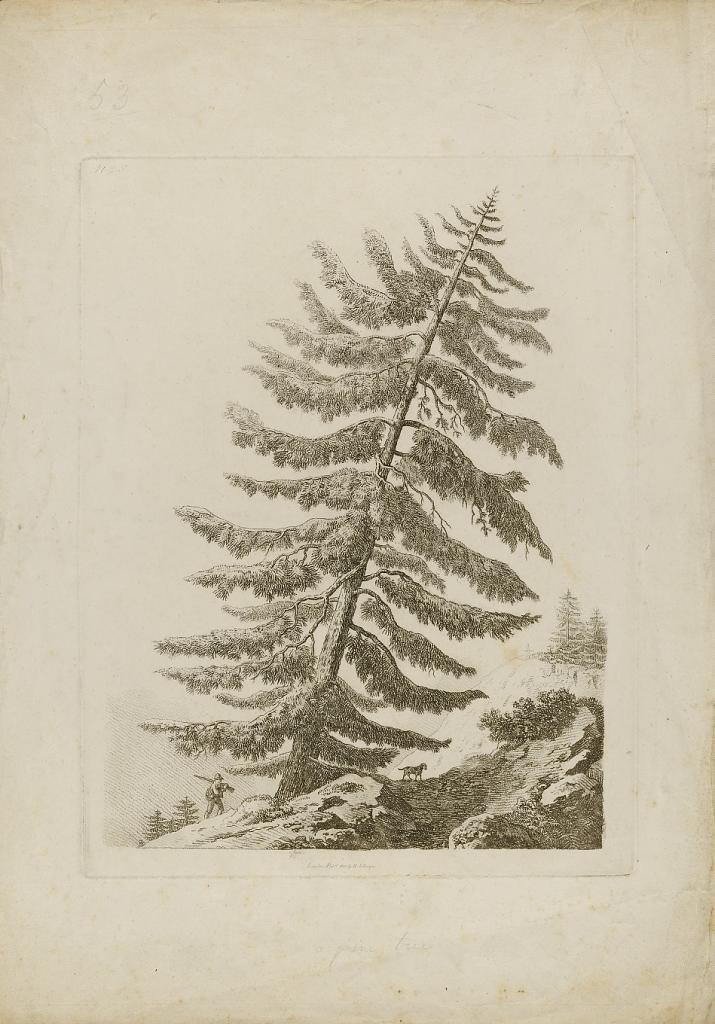 pine tree