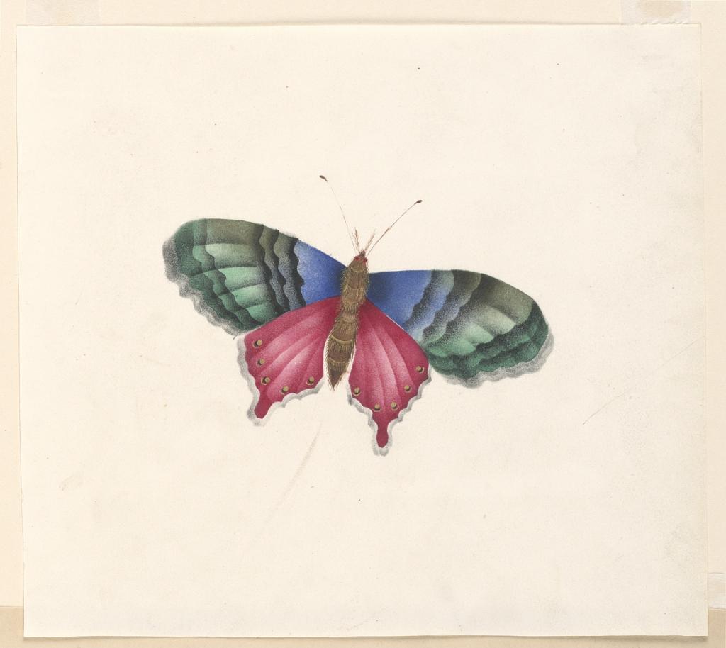 butterfly